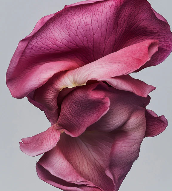 The Rose Whipp